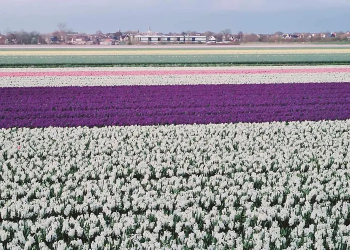 Horyzont Appartement Noordwijkerhout